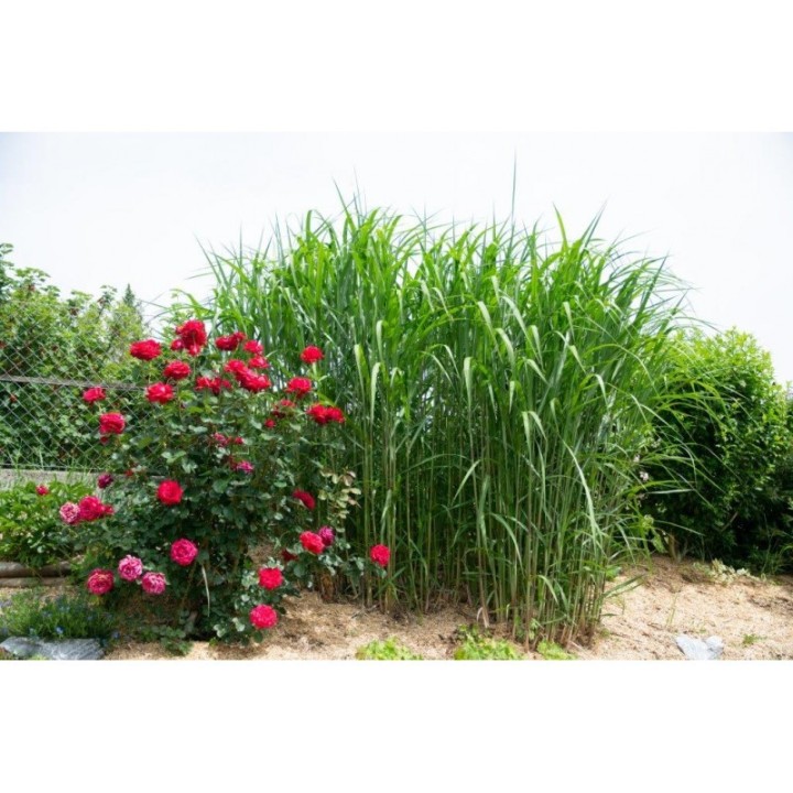 Vitalmulch lose nur Abholung